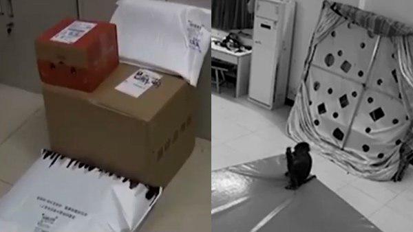 बंदर ने मंगा लिए घरेलू सामान, महिला को लगी भारी चपत