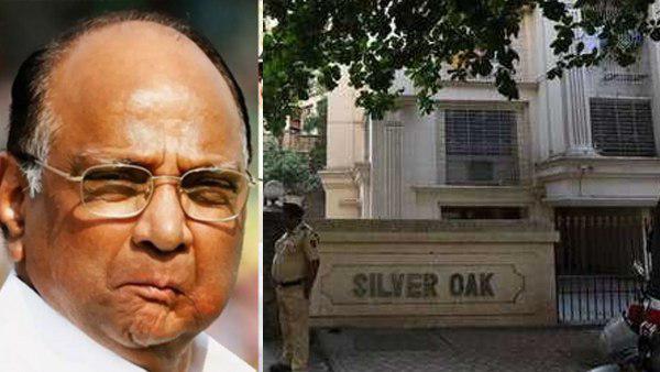 क्रिकेट बैट में इस्तेमाल होता है 'सिल्वर ओक', जानिए इसकी खूबियां