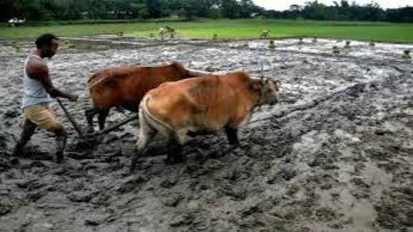 अन्नदाता किसान