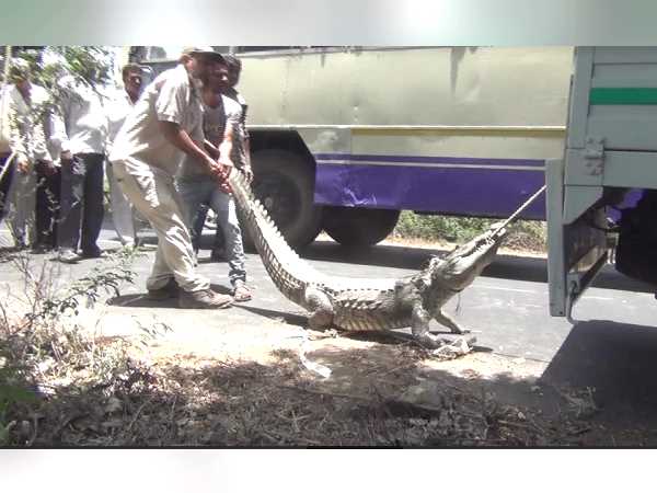 इसी शहर में सबसे ज्यादा मगरमच्छ निकले