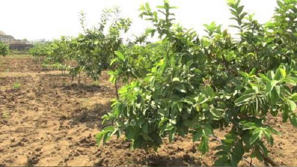 राजस्थान में सवाईमाधोपुर में ज्यादा होते हैं अमरूद
