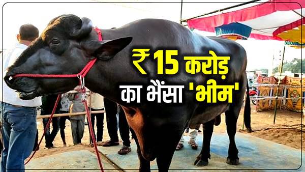 भीम भैंसे की उम्र छह साल