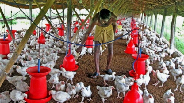 मुर्गा फार्म चलाती है पीड़िता