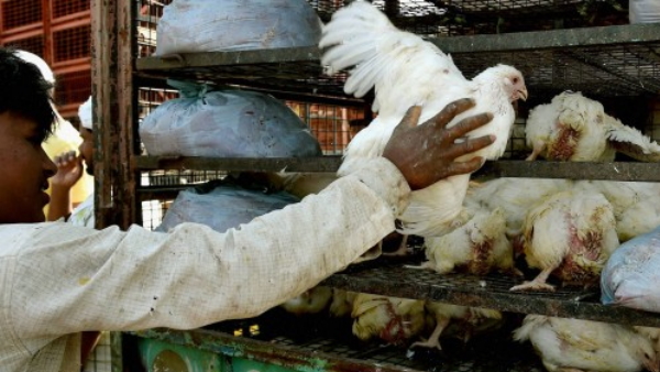 नशे में की मुर्गे की हत्या