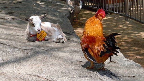 two young men steal goat and cock for lunch, arrested in chhattisgarh