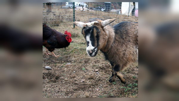 two young men steal goat and cock for lunch, arrested in chhattisgarh