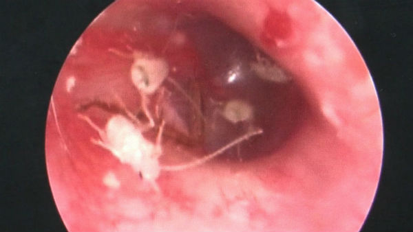 बेड के पास ही खाना झूठा छोड़ना पड़ा महंगा