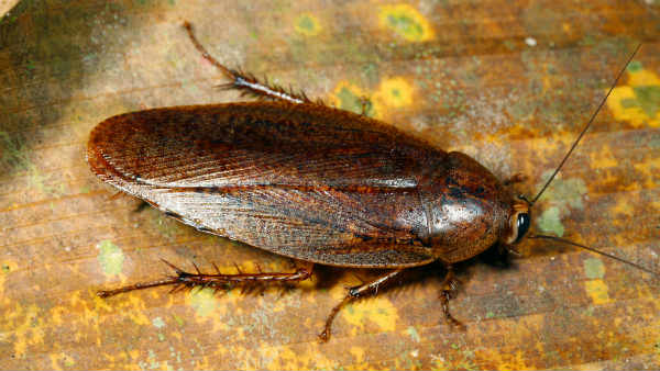 कई दिनों से हो रहा था दर्द 