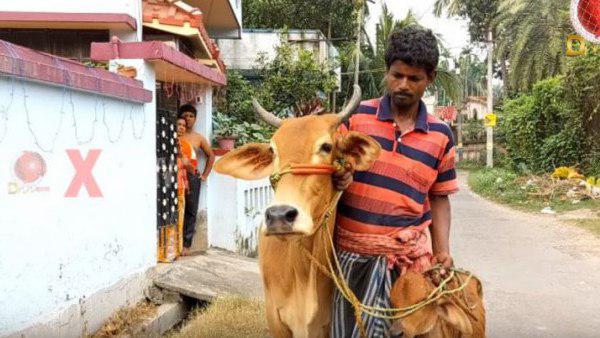 BJP सांसद के दूध में सोना वाले बयान के बाद गाय लेकर गोल्ड लोन लेने पहुंचा शख्स BJP सांसद के दूध में सोना वाले बयान के बाद गाय लेकर गोल्ड लोन लेने पहुंचा शख्स