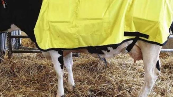 गाय और बैलों के लिए होंगे अलग-अलग कोट