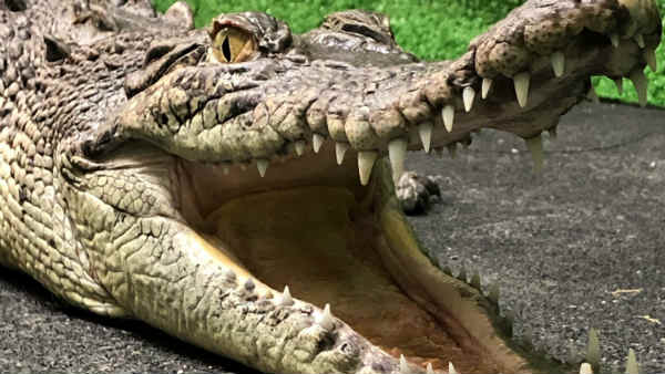 45 मिनट बाद मिली सफलता 