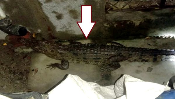 अजीब आवाजें सुनकर जाग उठे लोग अजीब आवाजें सुनकर जाग उठे लोग