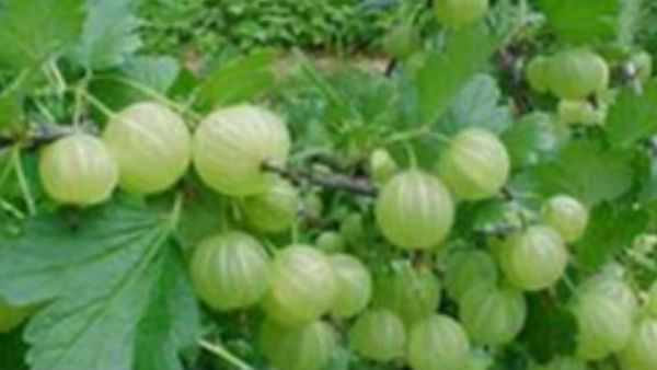 द्वापर युग हुआ था प्रारंभ द्वापर युग हुआ था प्रारंभ