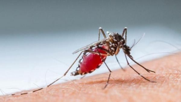 क्या है मच्छर काटने का मामला