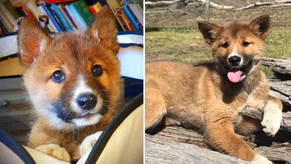 बाज के पंजे से बचा था डिंगो, चोट से कराह रहा था