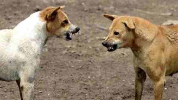 Brave Kavita saved child life from dogs Brave Kavita saved child life from dogs