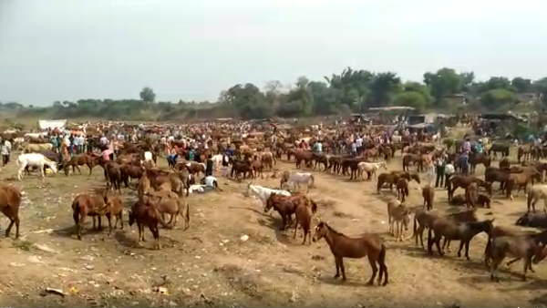 दुनिया के कई देशों में तेजी से घटी है गधों की तादाद