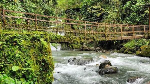 हराभरा जंगल और साफ पानी