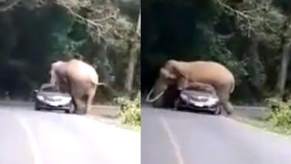 35 साल के हाथी ने यूं बनाया कार को शिकार