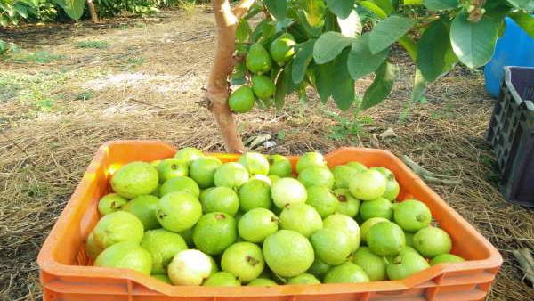 ये संकट कैसे आया और कैसे खत्म होगा?