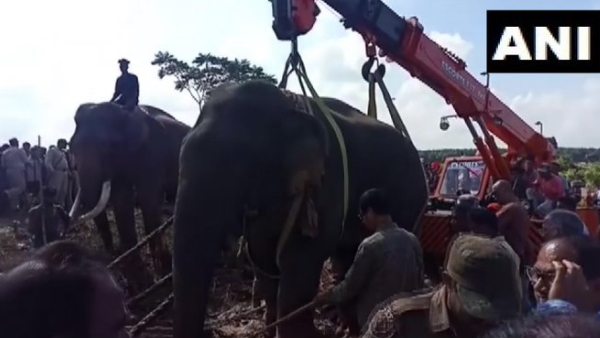 elephant killing five people 