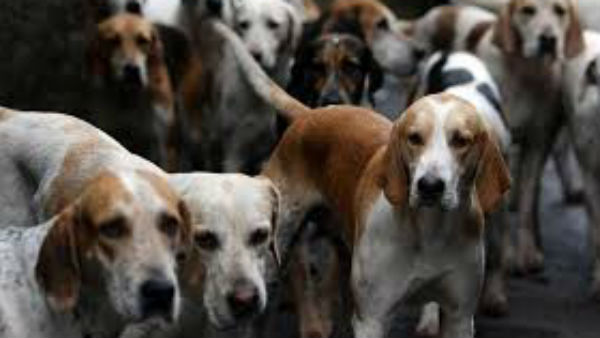 पांचों कुत्‍तों का टेस्‍ट जारी 