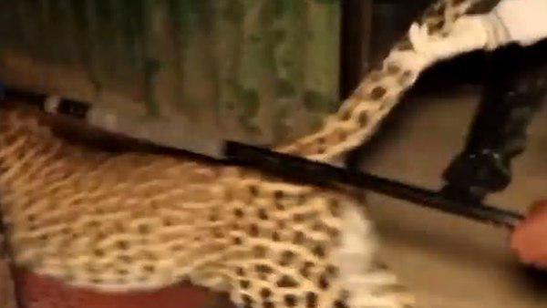 अलमारी के उपर बैठा तेंदुए को डंडे से धक्‍का