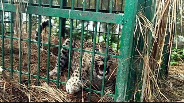 Man-eating leopard 