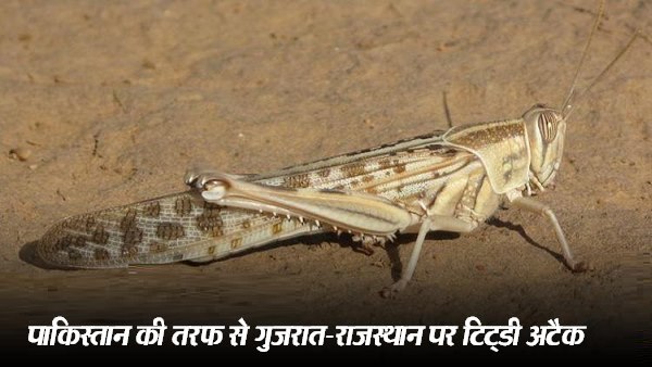 इन जिलों में हजारों हेक्टेयर फसल टिड्डियों ने चट कर डाली इन जिलों में हजारों हेक्टेयर फसल टिड्डियों ने चट कर डाली