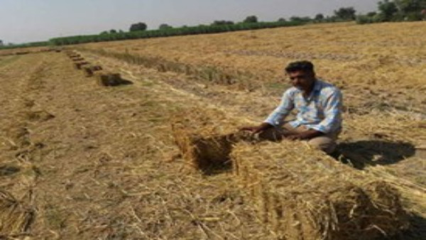 भूमि की उवर्रकता बढ़ाने में पराली का ऐसे करें इस्तेमाल भूमि की उवर्रकता बढ़ाने में पराली का ऐसे करें इस्तेमाल