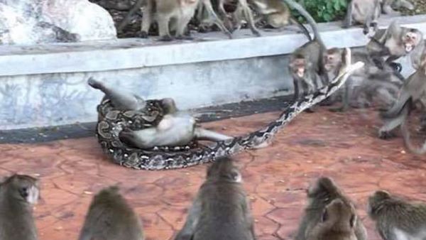 साथी को छुड़ाने के लिए दर्जनों बंदरों ने अजगर को घेरा