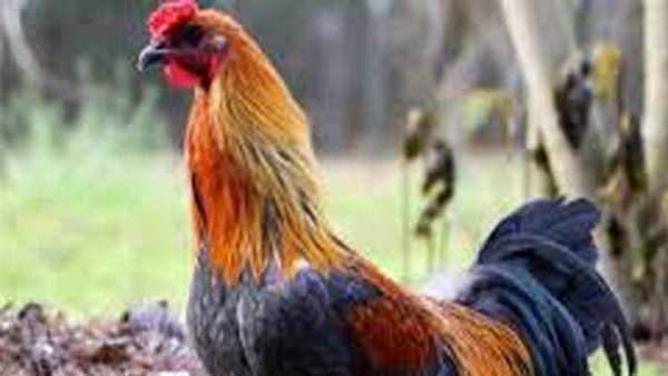 मुर्गे की हत्या के मामले में एफआईआर दर्ज मुर्गे की हत्या के मामले में एफआईआर दर्ज