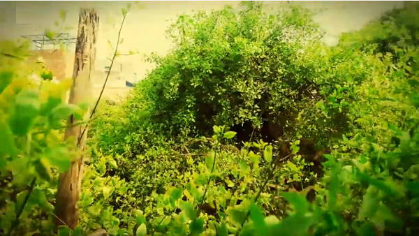 तुलसी, मेंहदी जैसे पवित्र पेड़ हैं पूरे निधिवन में