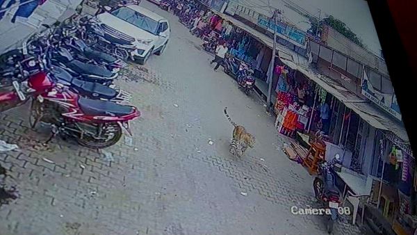 एक व्यक्ति के मारा पंजा, फिर पेड़ पर चढ़ा