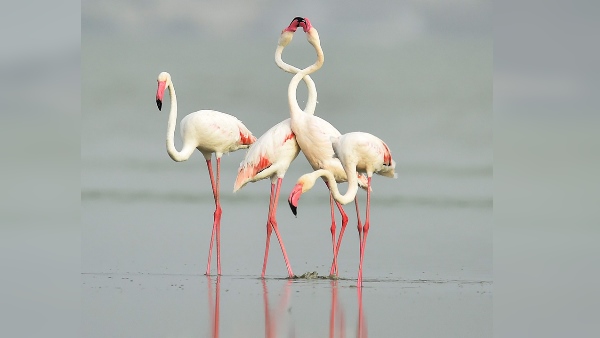 सांभर झील का इतिहास