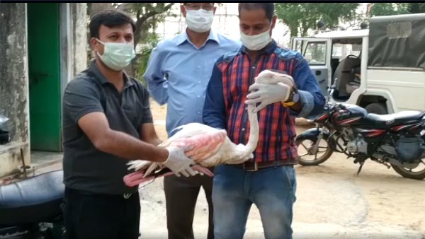 सांभर झील में करीब डेढ हजार पक्षी मरे