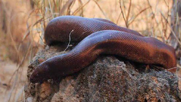 यौन शक्ति बढ़ाने के लिए कुछ लोग करते हैं प्रयोग, कुछ तांत्रिक शक्ति के लिए यौन शक्ति बढ़ाने के लिए कुछ लोग करते हैं प्रयोग, कुछ तांत्रिक शक्ति के लिए