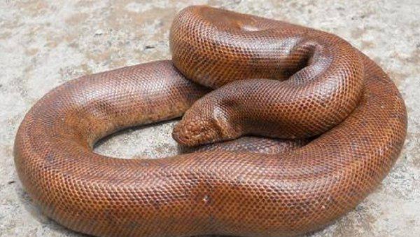 जहर नहीं होता है इस सांप में जहर नहीं होता है इस सांप में