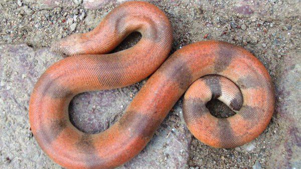 मनुष्यों के लिए खतरा नहीं है से सांप मनुष्यों के लिए खतरा नहीं है से सांप