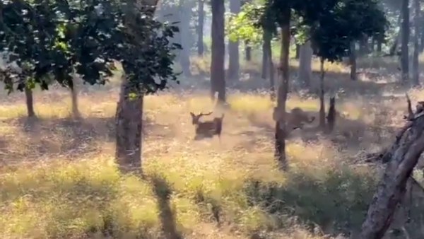 दो बाघों ने शिकार के लिए एक हिरण का यूं किया पीछा