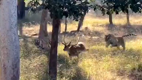 सिवनी में सामने आया हिरण के शिकार का LIVE VIDEO
