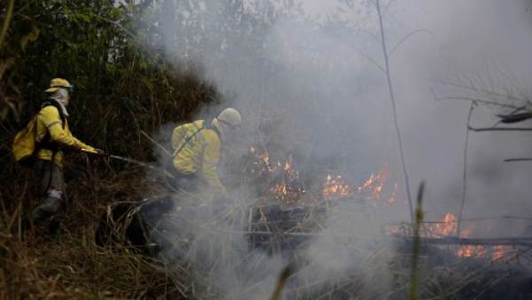 20 फीसदी जंगल का सफाया 20 फीसदी जंगल का सफाया