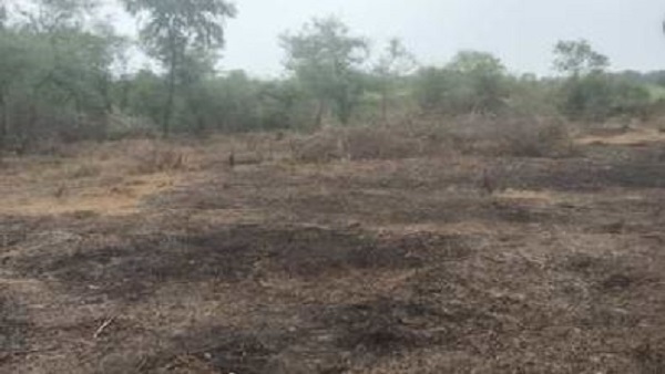 पेड़ पर चढ़ा तेंदुआ पेड़ पर चढ़ा तेंदुआ