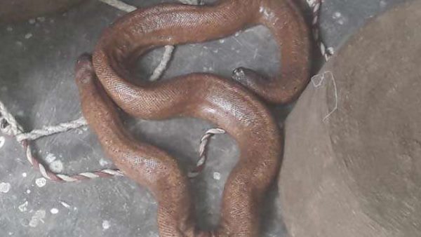 कैंसर की दवा, मर्दाना ताकत बढ़ाने में होता है उपयोग