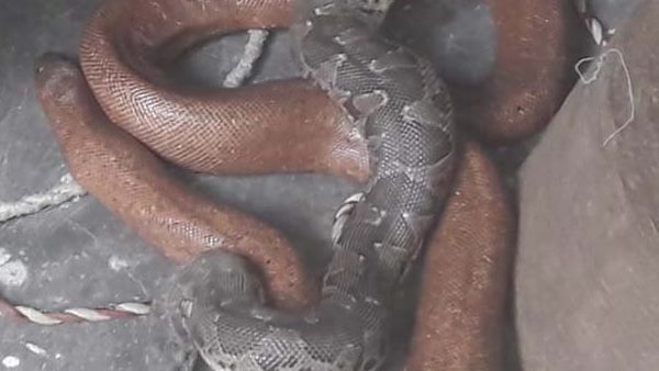 विश्व के विशाल सांपों में से एक