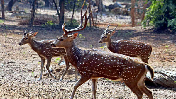 सड़क हादसे में कई जानवरों की हो चुकी है मौत