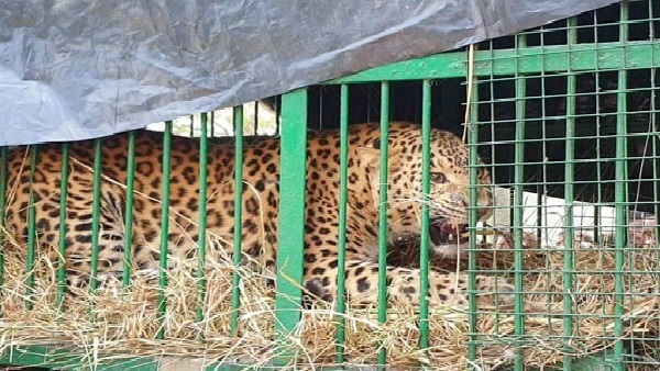 काफी मशक्कत के बाद पकड़ में आया तेंदुआ काफी मशक्कत के बाद पकड़ में आया तेंदुआ