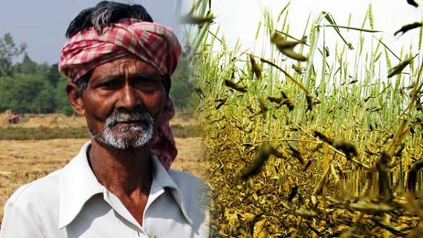 टिड्डियों ने गुजरात में चट कर डाली 10,000 एकड़ फसल