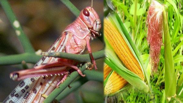 राजस्थान—गुजरात राज्यों के 6200 गांवों में मची तबाही