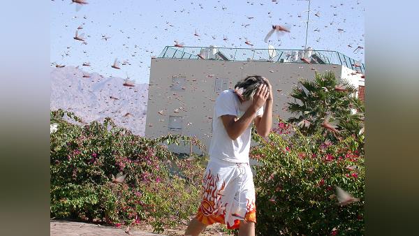 टिड्डियां पर कोई असर नहीं पड़ रहा टिड्डियां पर कोई असर नहीं पड़ रहा